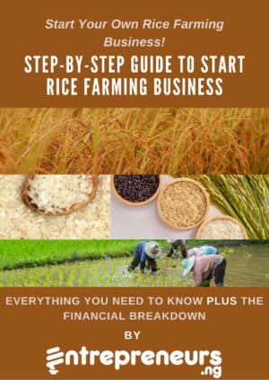 Start Your Own Rice Farming Business