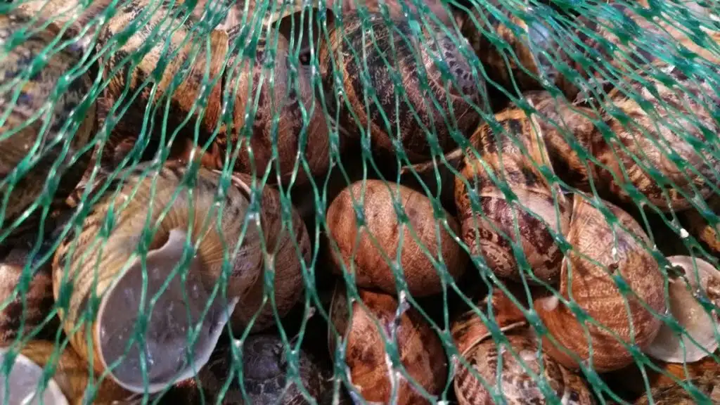 Snails being harvested